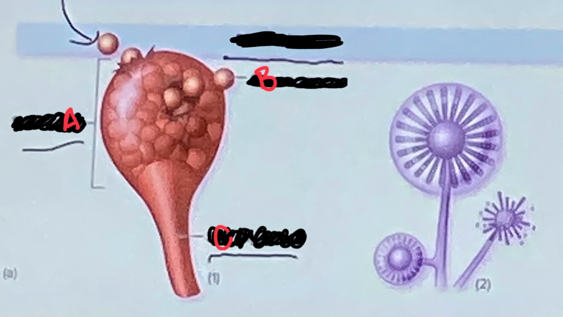 <p>Name these parts</p>