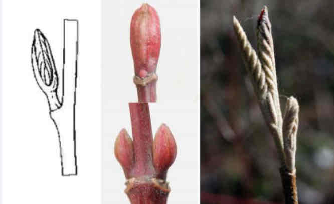 <p><strong>ochrana pupenu</strong> + kdo ho má?</p><ul><li><p>nechráněný</p></li></ul>