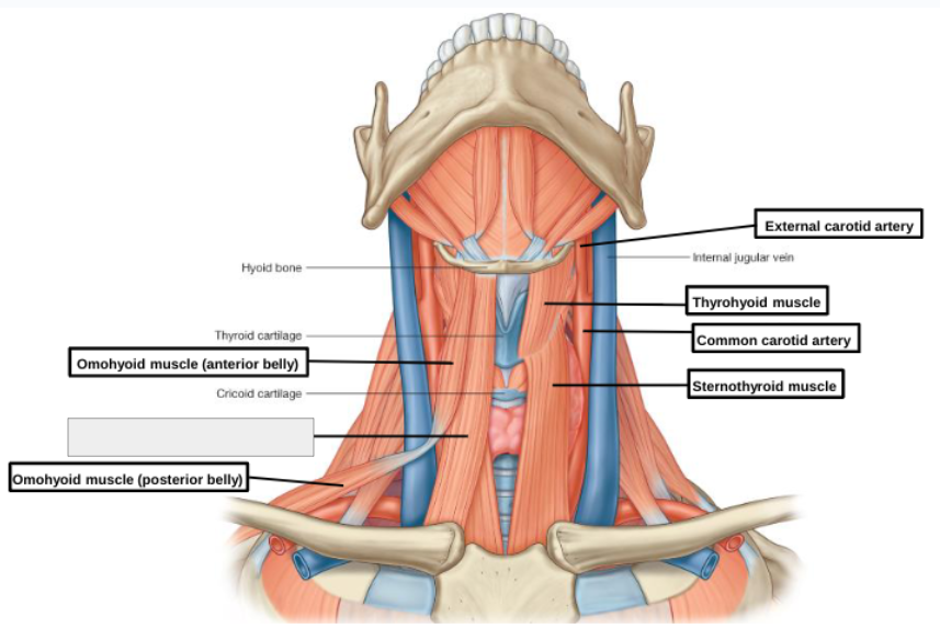 <p>what structure is that?</p>