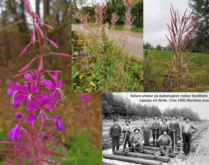 <p>de vackra blommorna pollineras av insekter men stora mängder sprids av vinden. Mer känd som rallarros. Den spreds längst med de nylagda banvallarna där de trivdes i den torra jorden. </p>