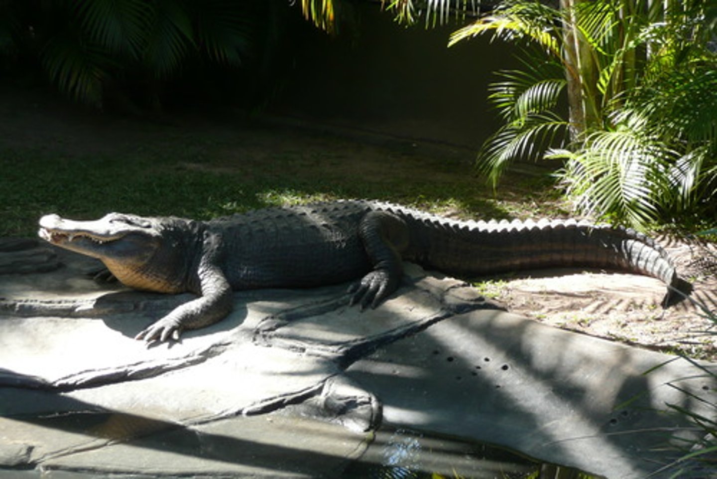 <p>similar a un caimán</p>