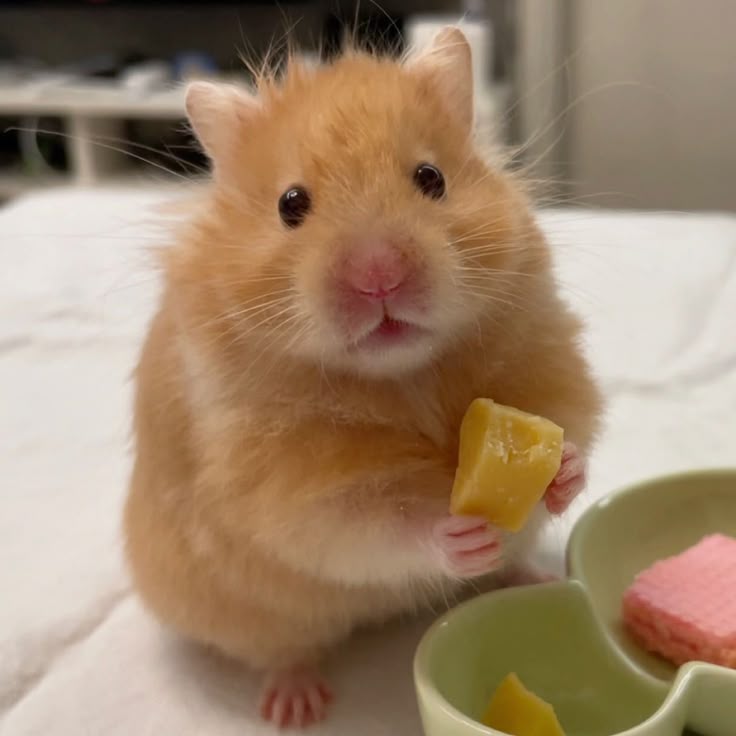 <p>Hamsters</p>