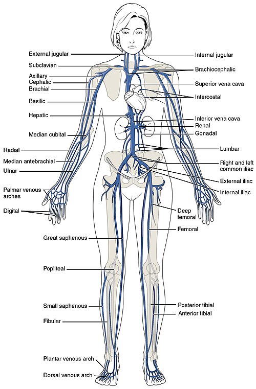 <p>Major Veins of the Human Body</p>