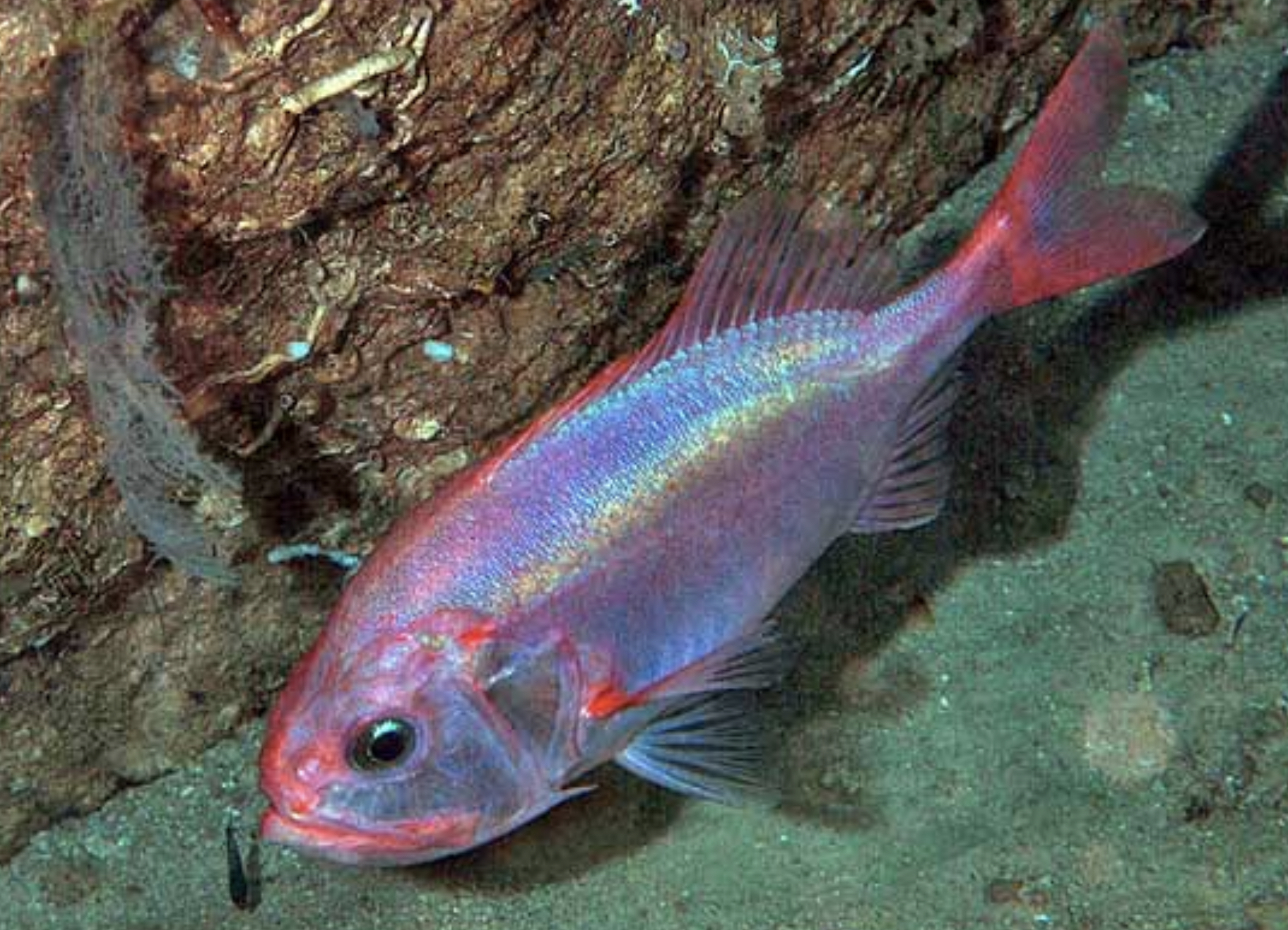 <p>Circular body</p><p>Large head</p><p>Relatively large eye</p>