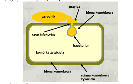 <p>-należy do Ascomycota<br>-obligatoryjne biotrofy - pasożyty roślinne<br>-”mąka” na powierzchni liścia/łodygi<br>-tworzy haustoria (ssawki) - nie przebija błony komórkowej rośliny<br>-owocnik typu klejstotecjum</p><p>-np. <em>Erysiphe palczewskii </em></p>