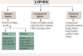 <ol><li><p>simple lipids</p></li><li><p>compound lipids</p></li><li><p>derived lipids</p></li><li><p>miscellaneous lipids </p></li></ol><p></p>