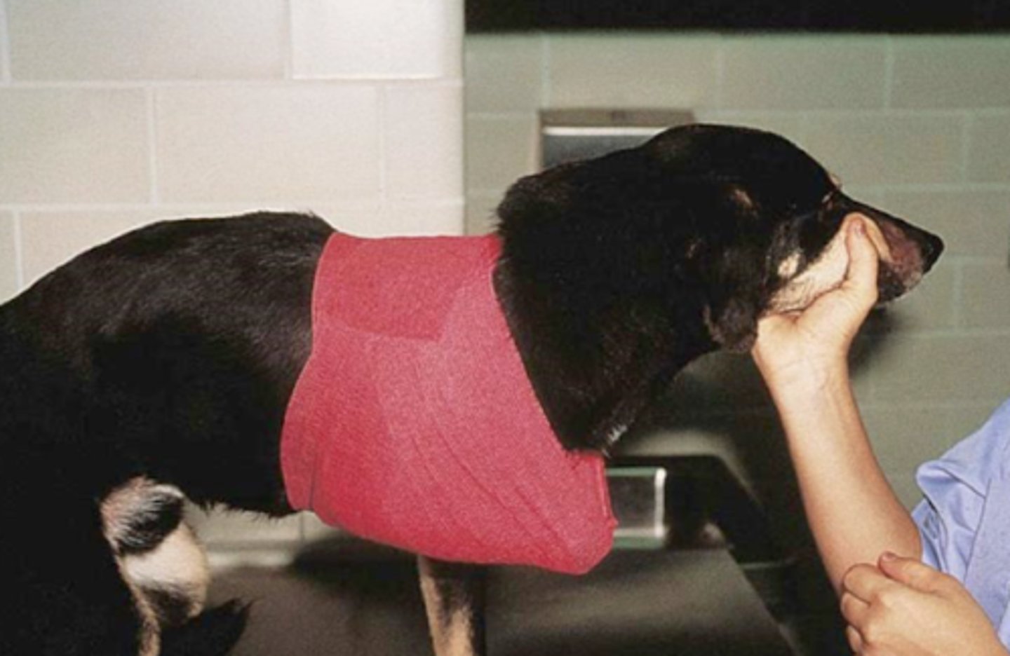 <p>What is the name of the sling used to prevent forelimb weight bearing after shoulder/forelimb procedures, often medial shoulder luxation?</p>