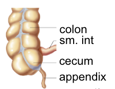 <p><strong><span>Rectum:</span></strong><span> where feces are stored before evacuation</span></p><p><strong><span>Anus:</span></strong><span> sphincter made of double rings of muscles,&nbsp;controls defecation</span></p>