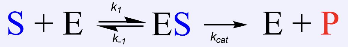 <p>Rate of ES breakdown= k<sub>-1</sub>[ES]+k<sub>cat</sub>[ES]</p><p> k<sub>-1</sub>[ES] is rate of ES dissociation back to E and S</p><p>k<sub>cat</sub>[ES] is rate of ES conversion to E and P</p>