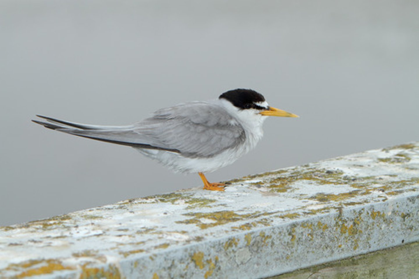 <p>Charadriiformes</p><p>Laridae</p>