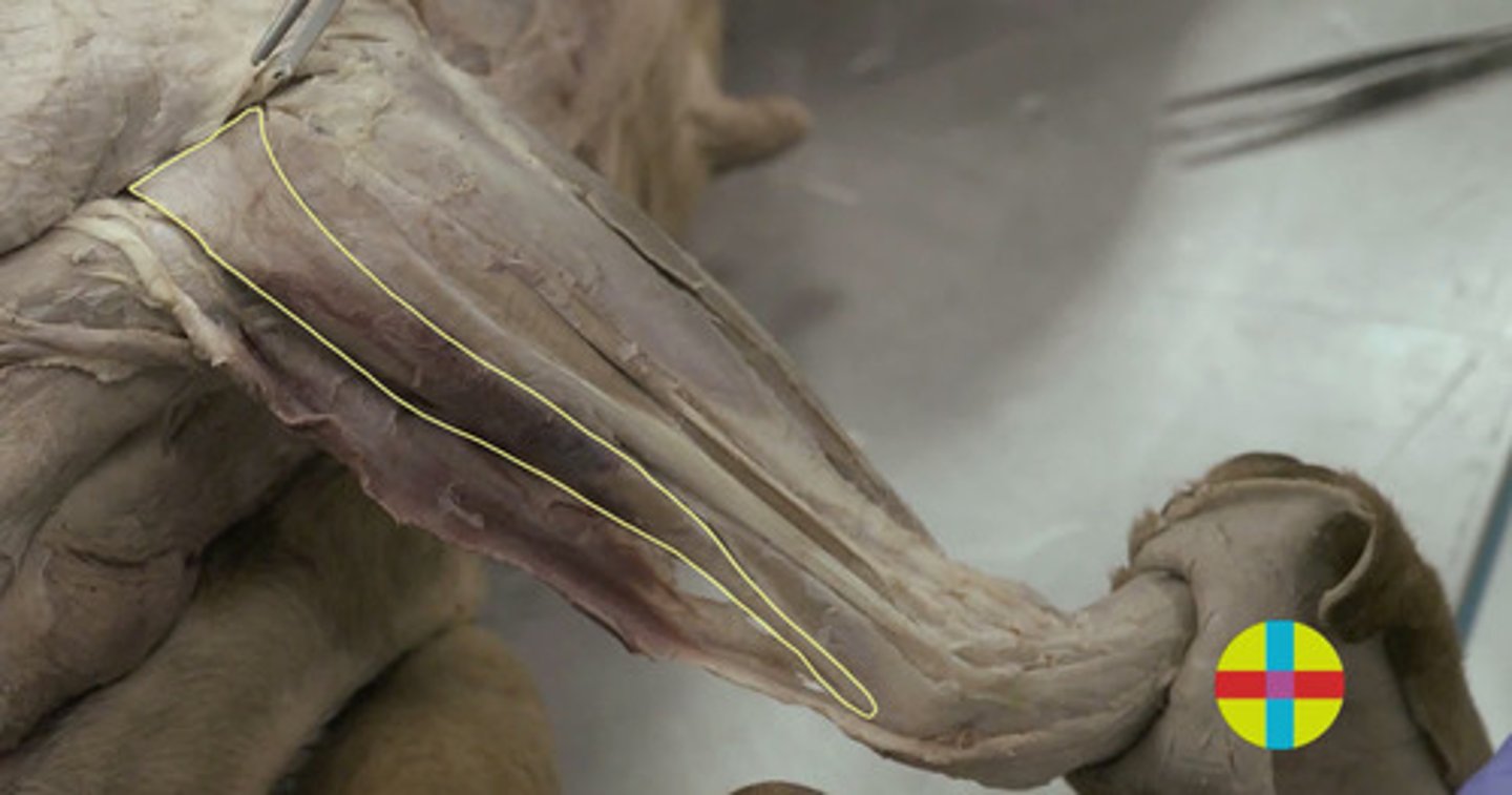 <p>se localiza craneal al antebrazo. </p><p>Origen: extremo distal del húmero (epicondilo lateral del húmero)</p><p>Inserción: extremo proximal de los metacarpianos II y III.</p><p>Función: flexor del codo y fijador y extensor del carpo.</p><p>Inervación: n. radial.</p>