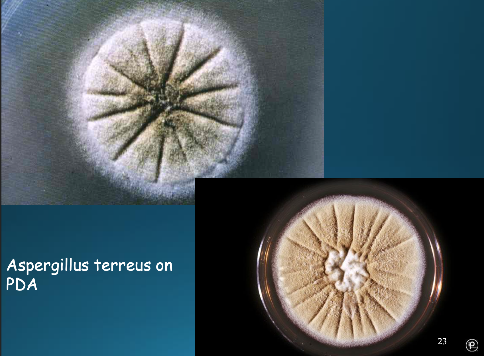 <p>How do Aspergillus terreus differ microscopically and macroscopically</p>