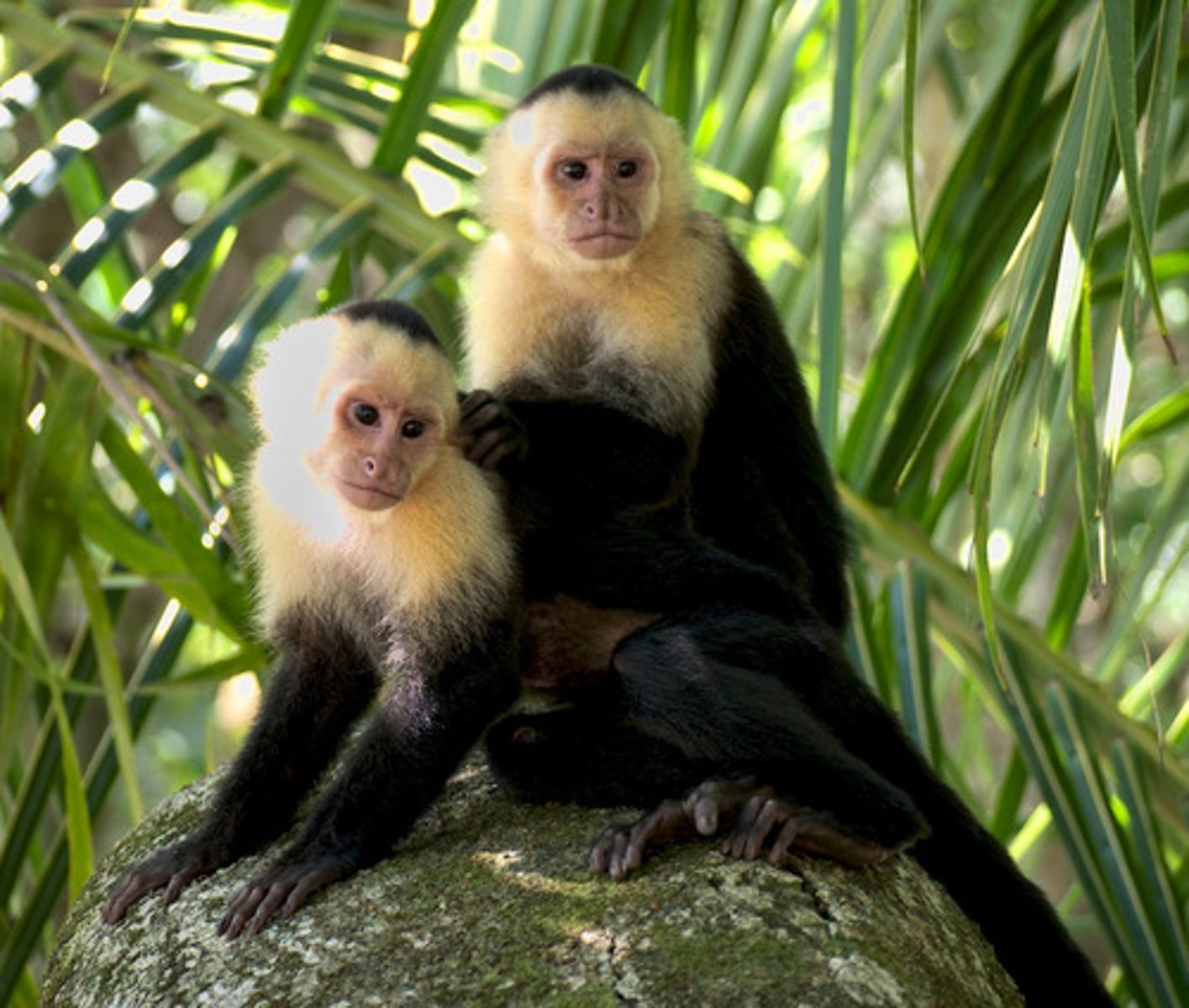 <p>white-headed capuchin</p>