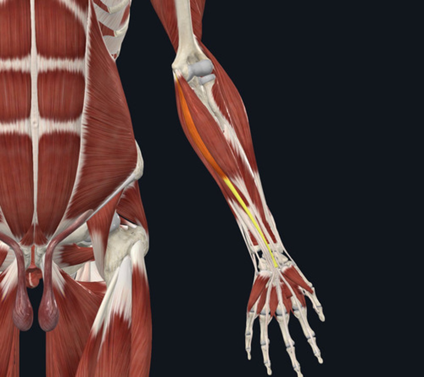 <ul><li><p><u>Origin:</u>&nbsp;Humerus</p></li><li><p><u>Insertion:</u>&nbsp;Retinaculum</p></li><li><p><u>Action:</u>&nbsp;Wrist flexion</p></li></ul><p></p>