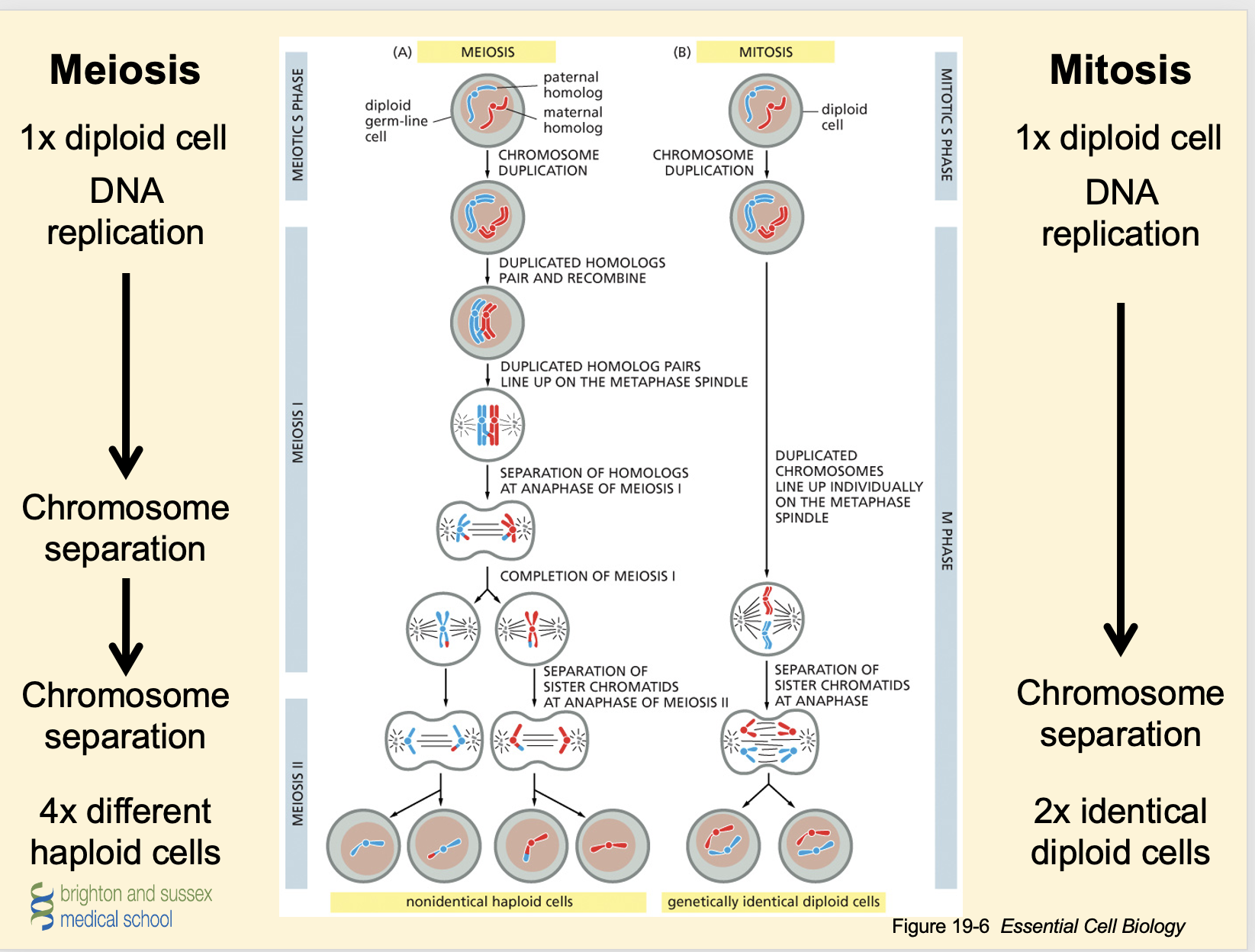 <p>Occurs during long prophase of meiosis I</p><p> 2-3 crossover events/chromosome/meiosis</p><p> Highly similar DNA sequence binds to complementary sequence on homologous chromosome</p>