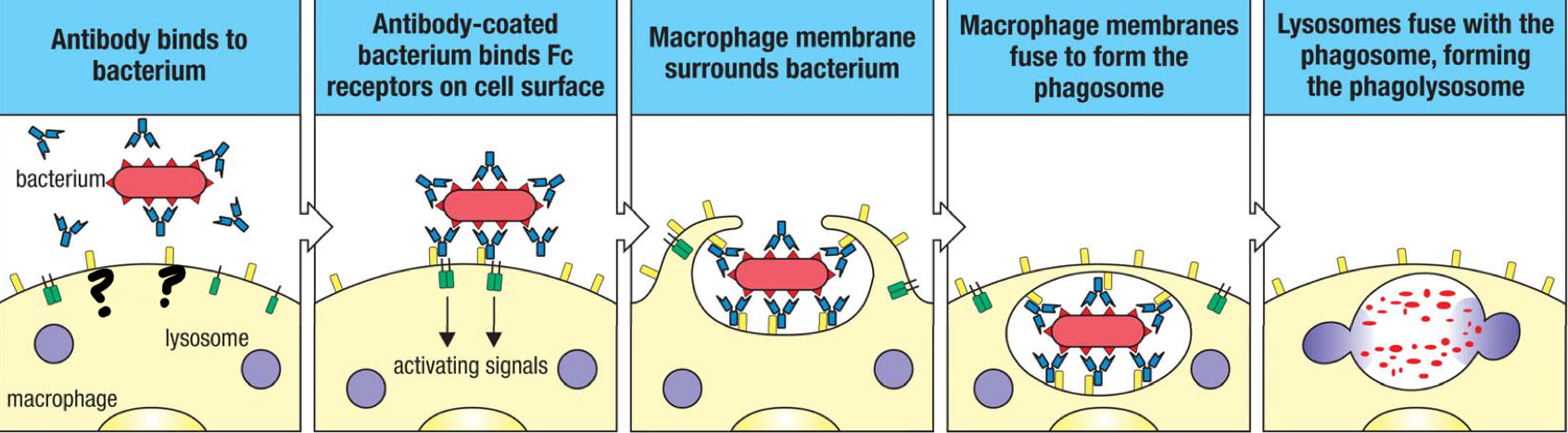 <p>receptor that interacts with IgG, tethering the pathogen to the surface of the macrophage, which enhances the engulfment of the antibody-coated pathogen; facilitates phagocytosis</p>