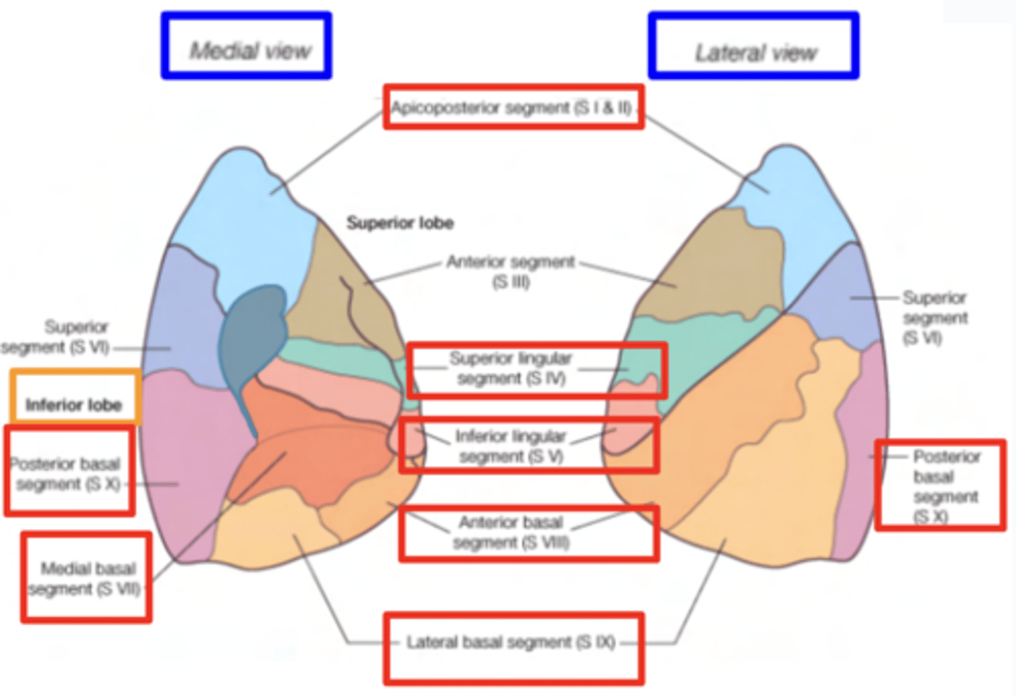 <p>. Superior</p><p>. Basal anterior</p><p>. Basal lateral</p><p>. Basal posterior</p><p>. Basal medial (only seen on the mediastinal surface)</p>