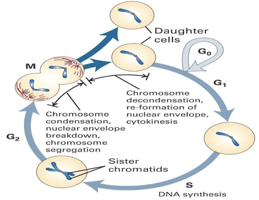 <ul><li><p><strong>G1</strong>: Cell grows, gene expression, protein synthesis</p></li><li><p><strong>S:</strong> DNA replication → sister chromatids formed</p></li><li><p><strong>G2:</strong> Prepares for mitosis</p></li><li><p><strong>M:</strong> Mitosis → divides chromosomes into daughter cells</p></li><li><p><strong>G0:</strong> Quiescent state (non-dividing)</p></li></ul><p></p>
