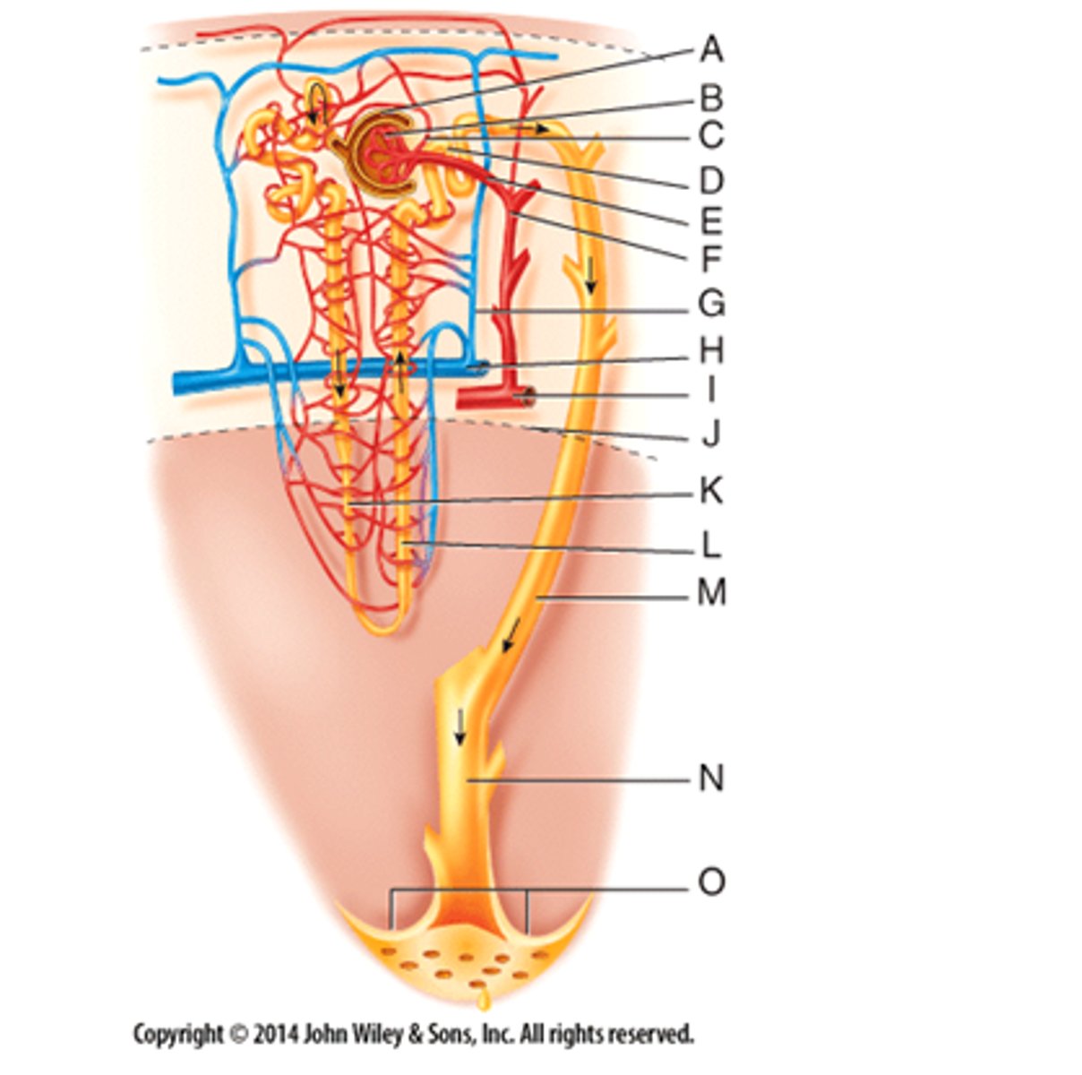 <p>A and B - glomerulus (capillary network) and the glomerular capsule (Bowman's capsule)</p>