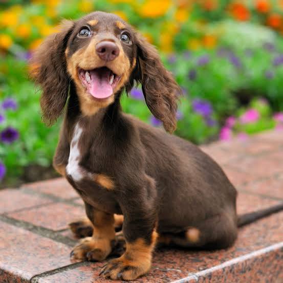 <p>I had</p><p>I had a very cute dog</p>
