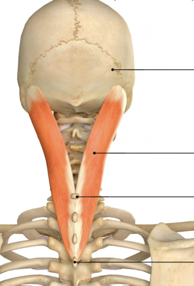 <p>Name muscle and its function</p>