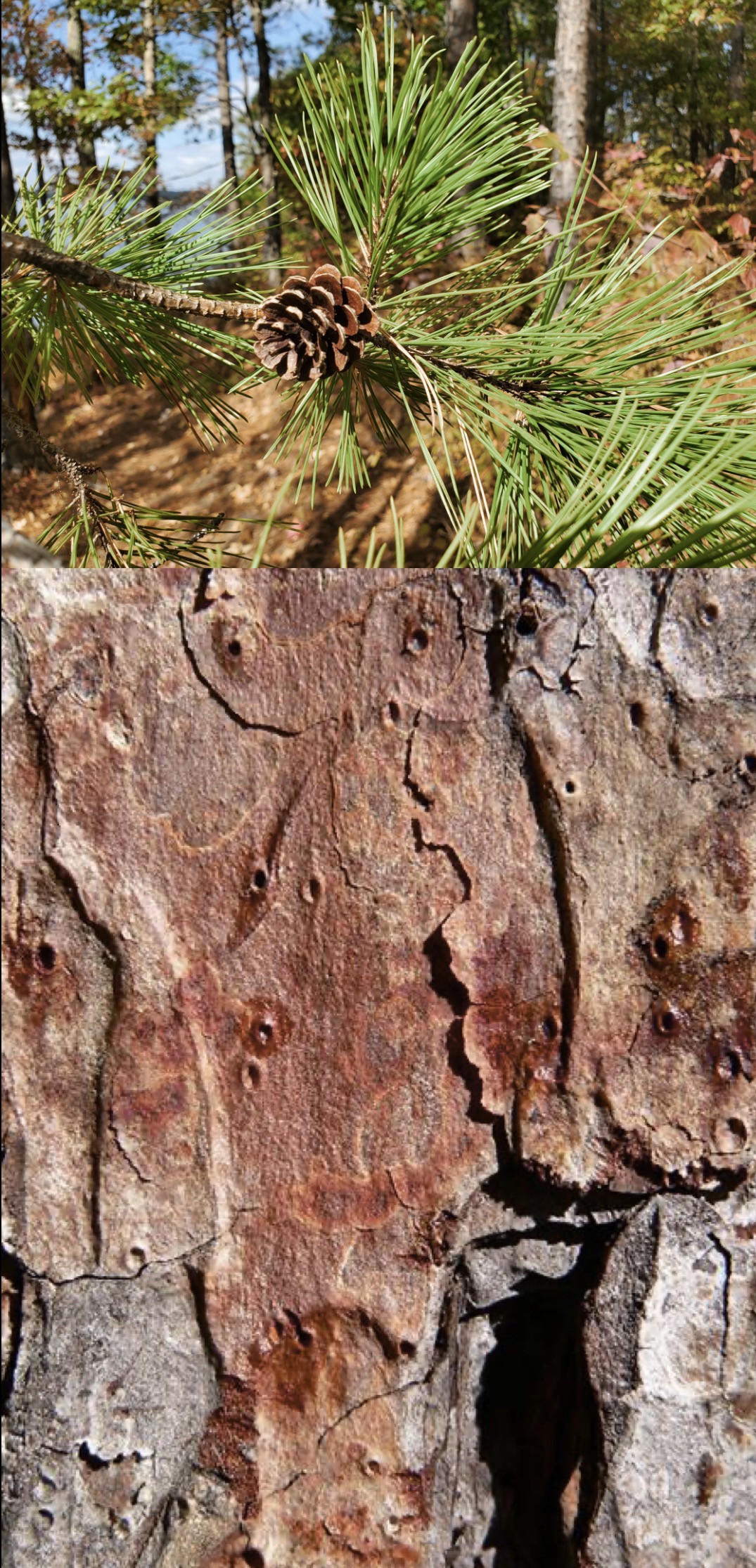 <p>shortleaf pine </p>