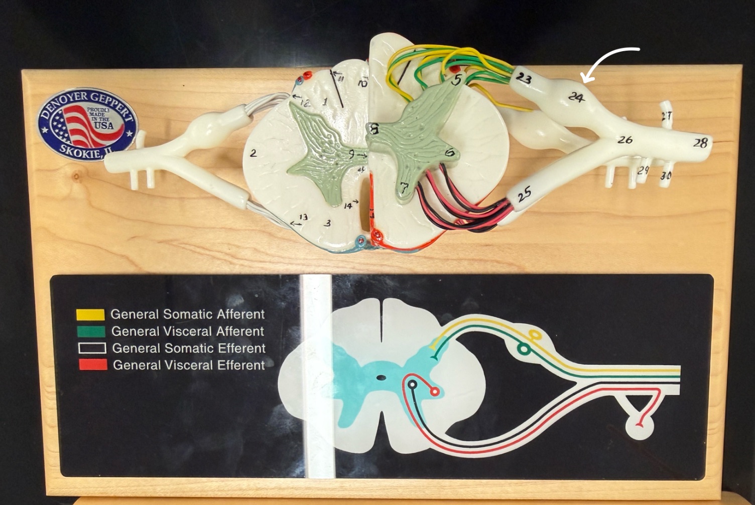 <p>Name what is pointed at on the spinal cord model</p>