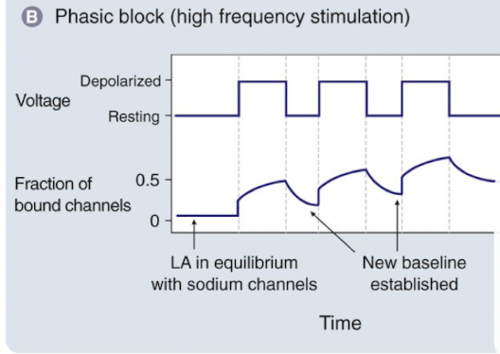 channel opens frequently, number of channels bound to drug increases with each action potential