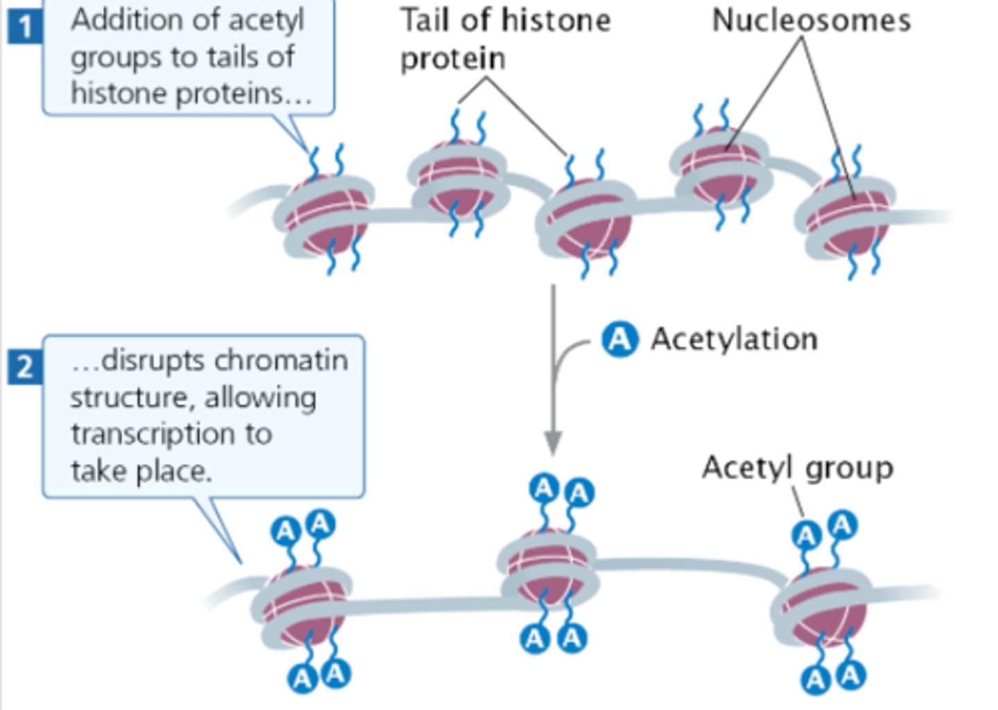 <p>DNA is normally wrapped around histones. These DNA fragments are unable to be translated and transcribed.</p><p>Adding an acetyl group causes the DNA to bind less tightly so it can be translated and then transcribed.</p>