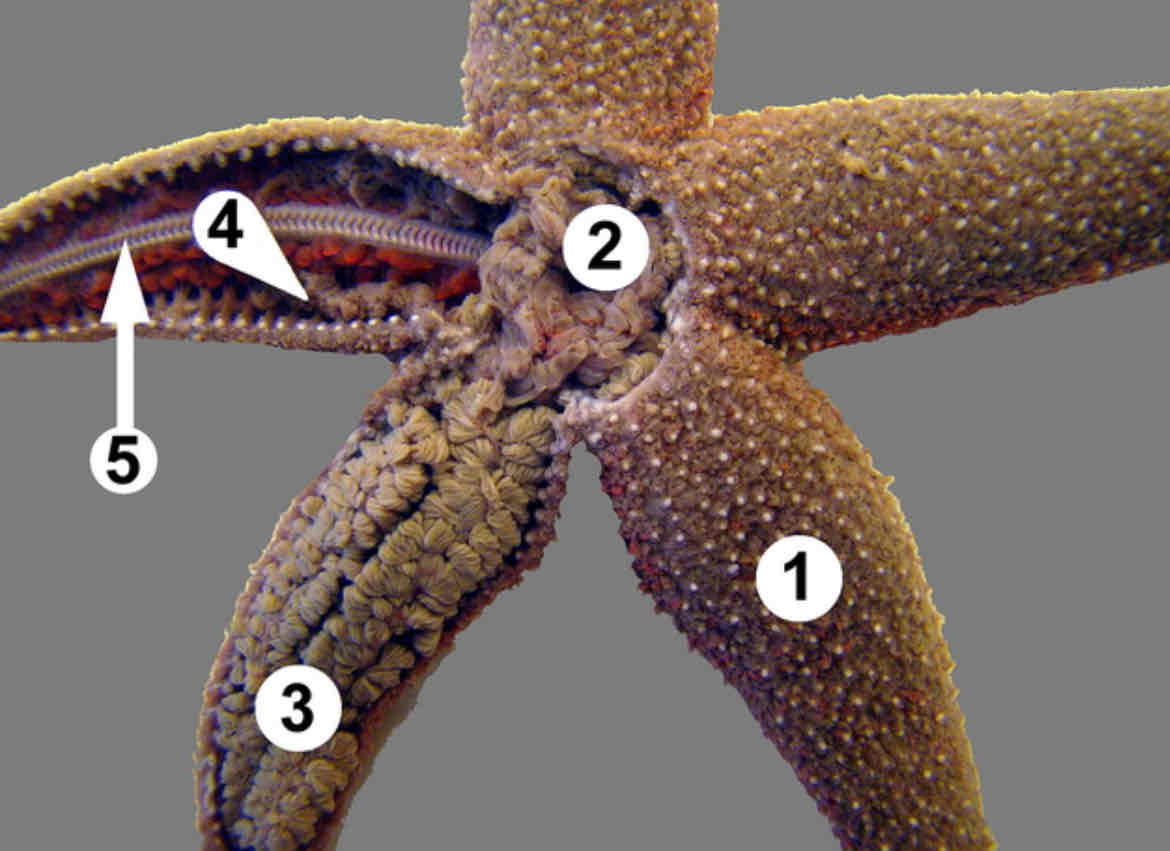 <p>Identify #2</p>