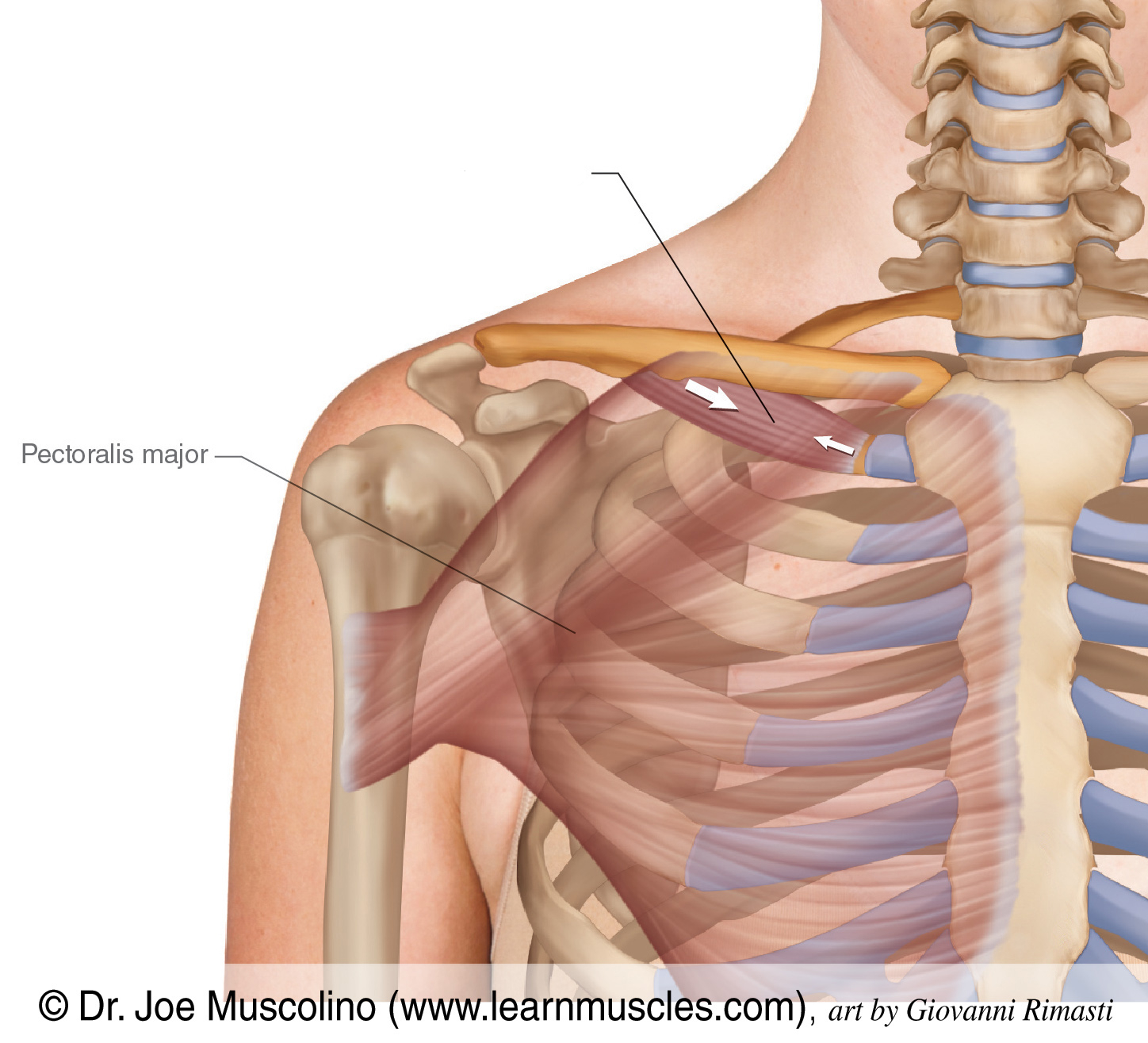 <p>What is the name of this muscle? </p><p>Hint: Some people are born without this muscle! </p>