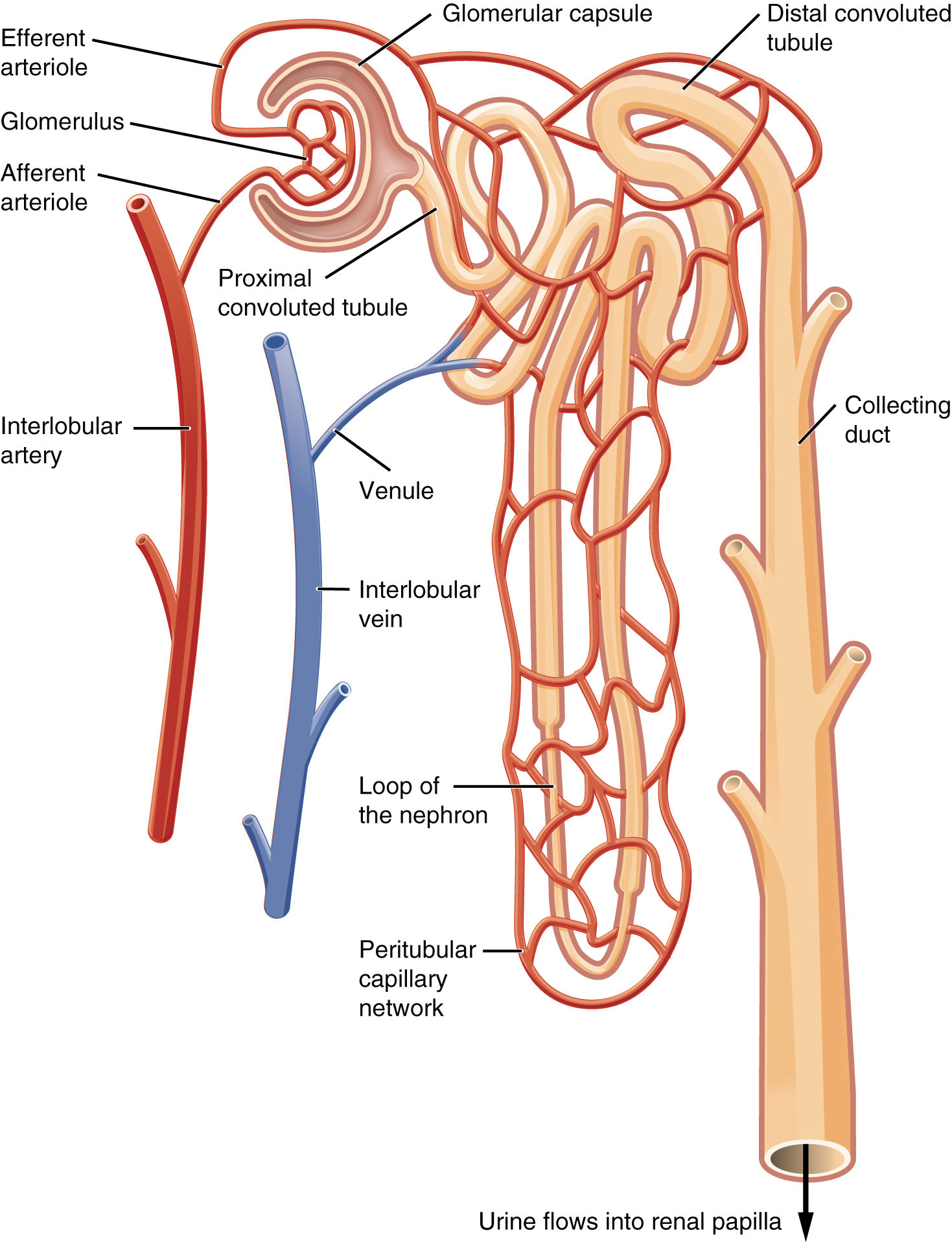 <p><strong>Q:</strong> What vessel carries blood away from the glomerulus?</p>