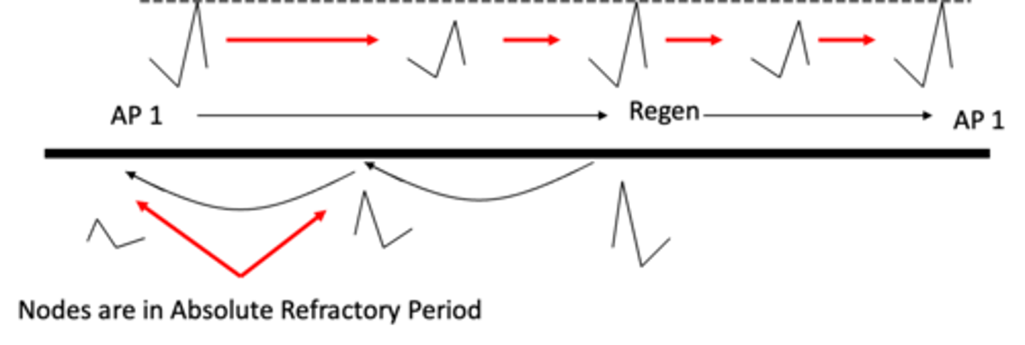 <ul><li><p><strong>At each node (Node of Ranvier)</strong>, the action potential is <strong>regenerated</strong> — new Na⁺ channels open, letting Na⁺ rush in and depolarize that segment.</p></li><li><p><strong>Some current does flow backward (antidromically)</strong> toward the previous node.</p></li><li><p>However, the <strong>previous node’s Na⁺ channels are inactivated</strong> — their <strong>inactivation gates are still closed</strong> during the <strong>absolute refractory period</strong>, so another action potential <strong>cannot</strong> be triggered there.</p></li><li><p>The antidromic current continues a bit farther backward, but by the time it reaches a node that’s recovered enough (relative refractory period), the current is <strong>too weak</strong> to bring that node to threshold because much of the charge has leaked away.</p></li><li><p>As a result, the backward (antidromic) potential <strong>dies out</strong>, and the action potential can only <strong>move forward</strong> (orthodromically).</p></li></ul><p></p>