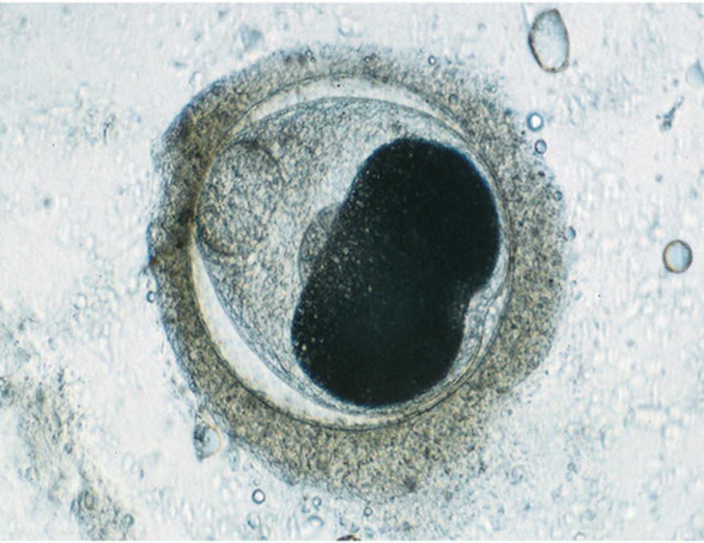 term image