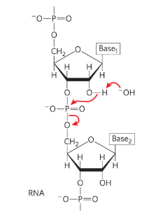 <p>RNA nucleotides contain 2’ OH groups and DNA does not</p><p>OH- can attack that OH group to break phosphodiester linkage </p>