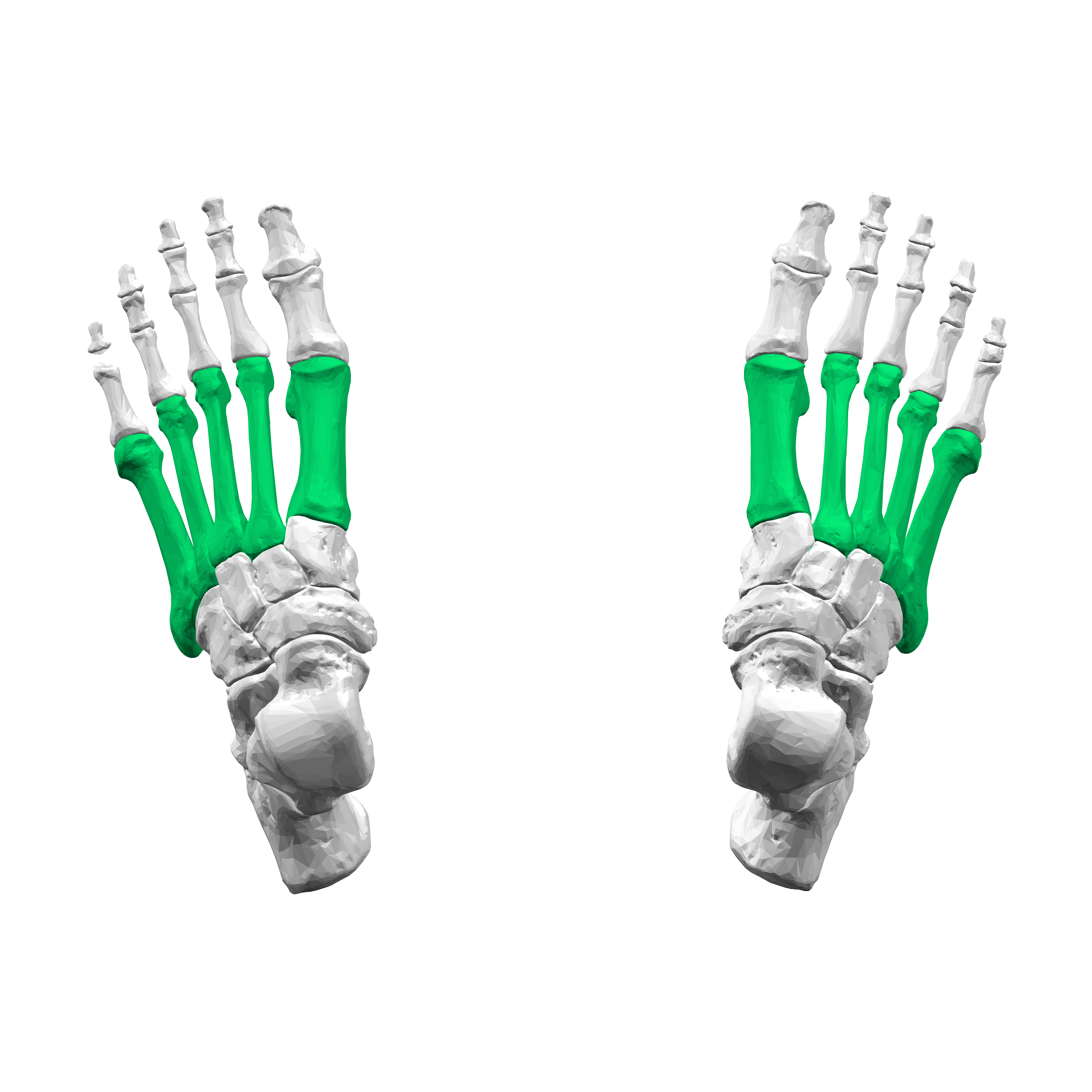 <p>Long bones in the middle of the foot, numbered 1–5 from big toe to pinky toe. Function: Transfer weight forward from tarsals to toes and provide muscle attachment.</p><p></p>