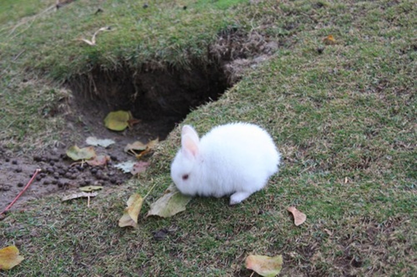 <p>rabbit, bunny (habe ein_ ...)</p>