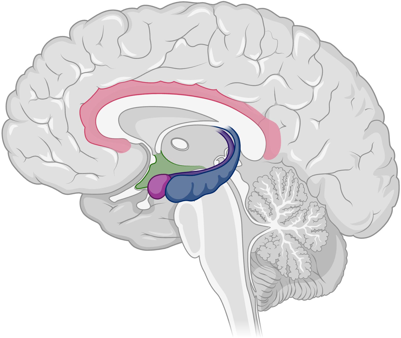 <p><span style="color: red;">located in the <strong>limbic</strong> system, helps process <strong>explicit</strong> memories for storage.</span></p>