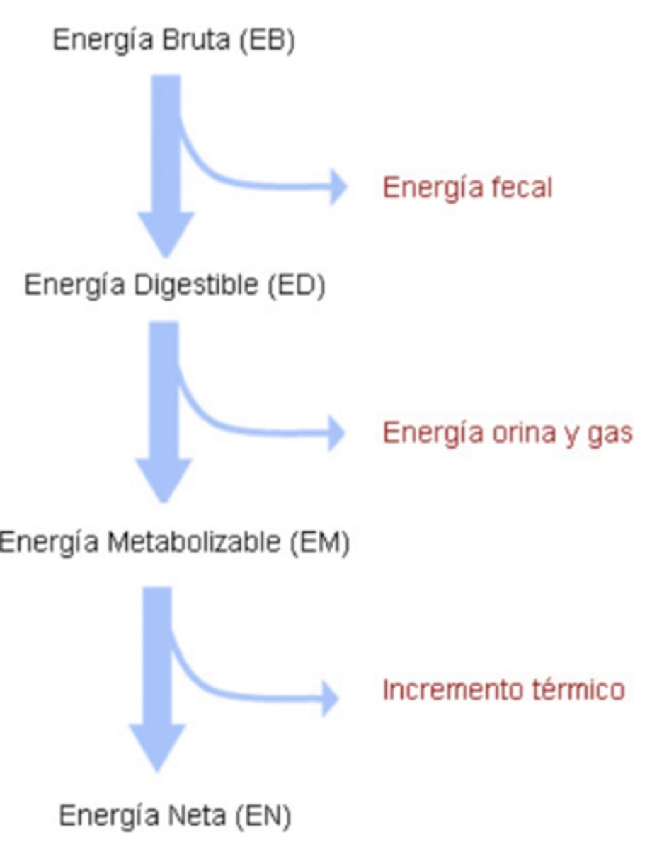 <p>energía orina y gas</p>