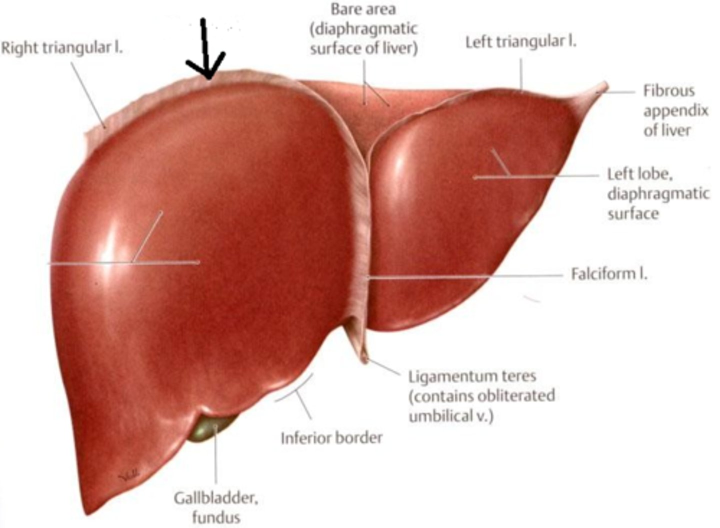 <p>attaches liver to diaphragm. closer to heart.</p>