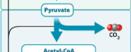<p>Pyruvate oxidation and citric acid cycle, where glucose derivatives are further broken down to generate more ATP and electron carriers. </p>