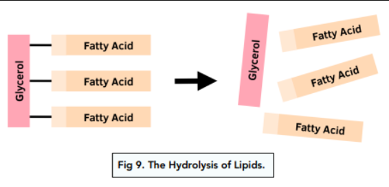 <p>Describe how lipids turn into fatty acids and glycerol</p>