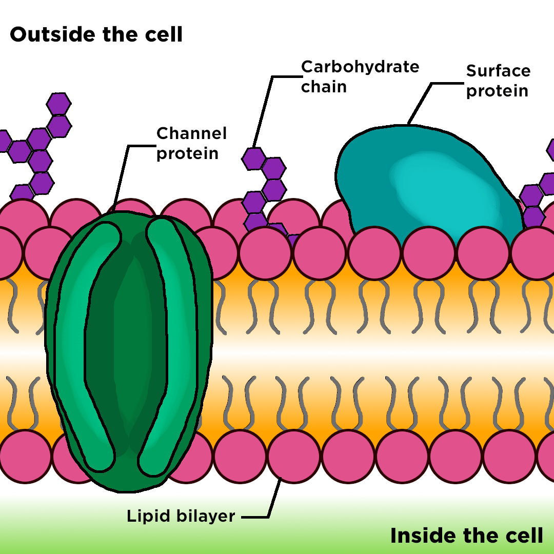<ul><li><p>attached to the lipids/ proteins outside of the cell membrane</p></li><li><p><span>act as "cell markers" or signs so that the immune system knows the condition of cells</span></p></li><li><p><span>involved in cell-to-cell communications</span></p></li></ul>