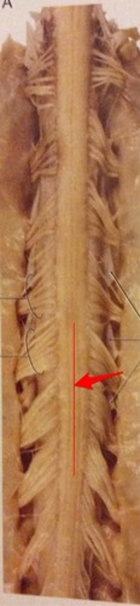 <p>between dorsal columns</p>