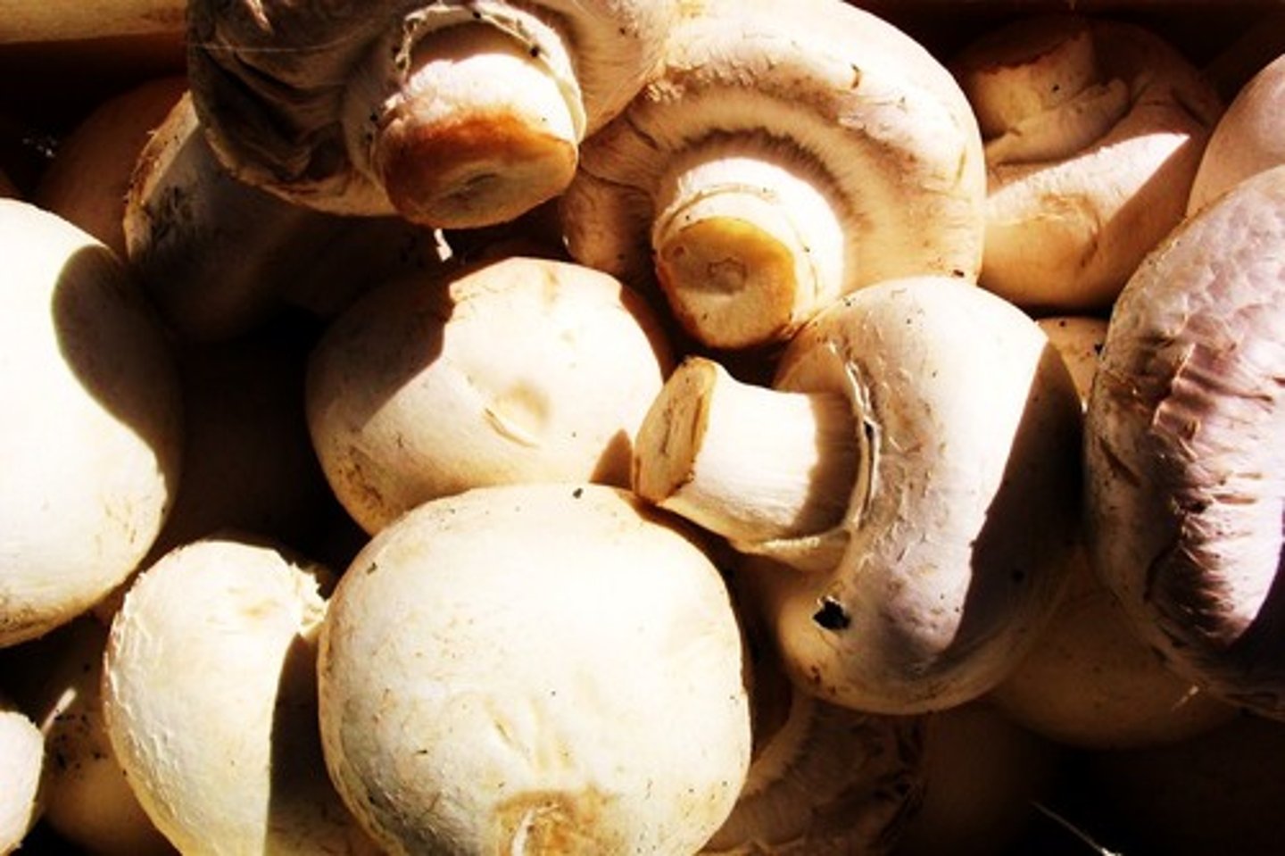 <p>mushroom</p>