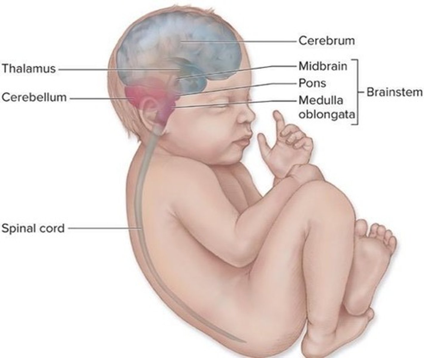 <p>Thalamus, Hypothalamus, Epithalamus.</p>
