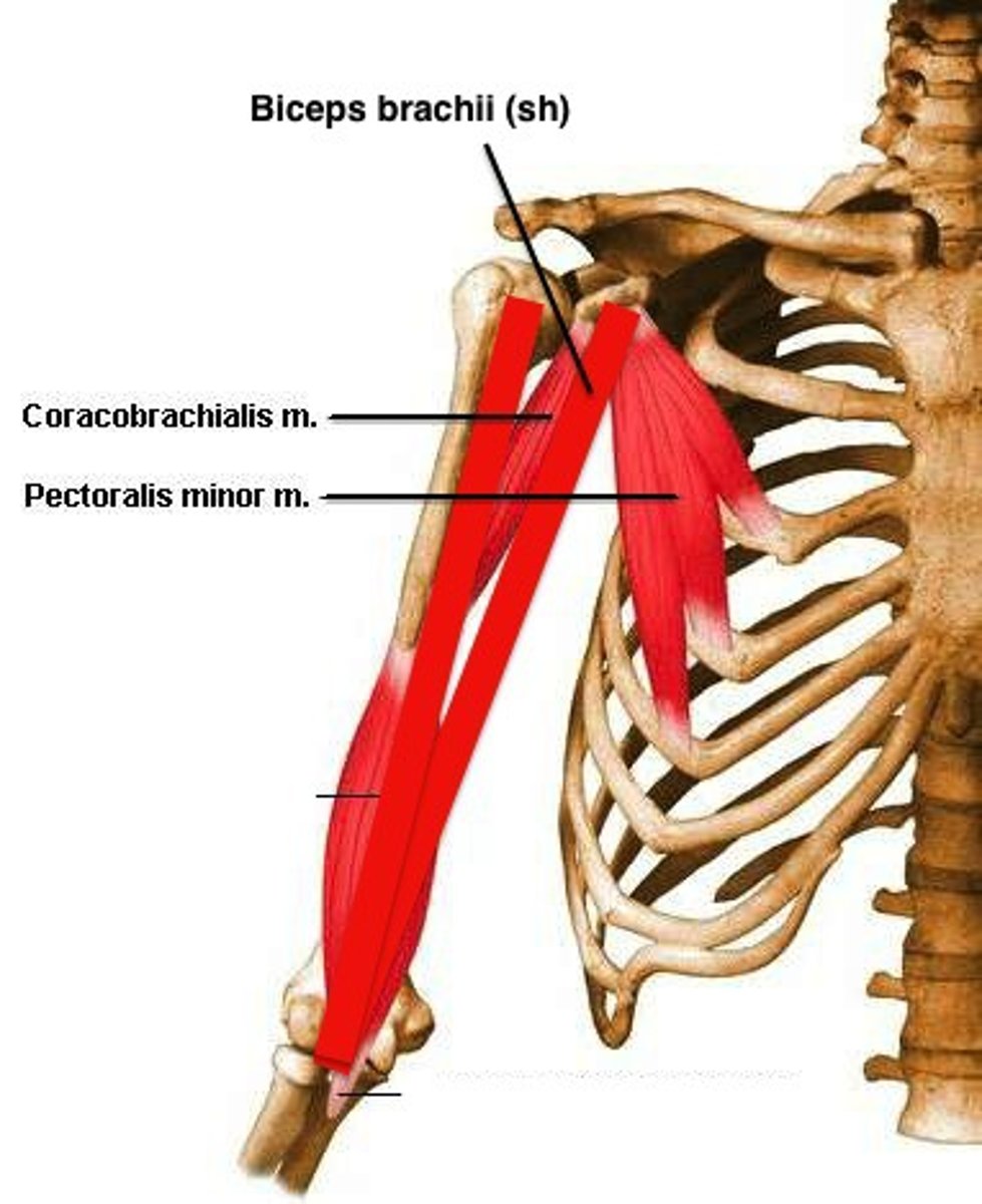 <p>d) Short head of biceps, pec minor, corachobrachialis</p>