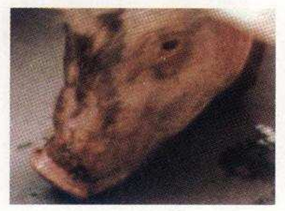 <p>?</p>