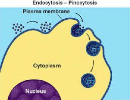 <p>define pinocytosis </p>