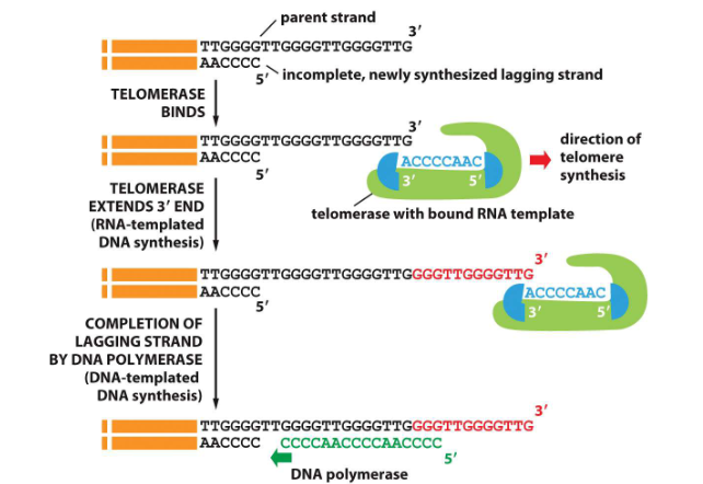 <ol><li><p>telomerase pairs up with parent strand using its integral piece of RNA</p></li><li><p>the RNA is used as a template to extend the parent strand</p></li><li><p>this is done 7 times and new RNA primer can be inserted and DNA polymerase can finish the end of the chromosome</p></li></ol><p></p>